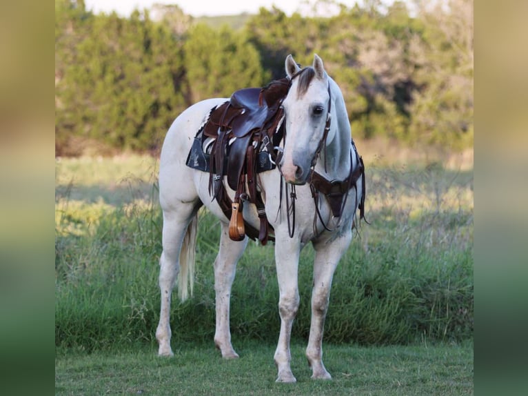 American Quarter Horse Wałach 10 lat 155 cm Siwa in Stephenville Tx