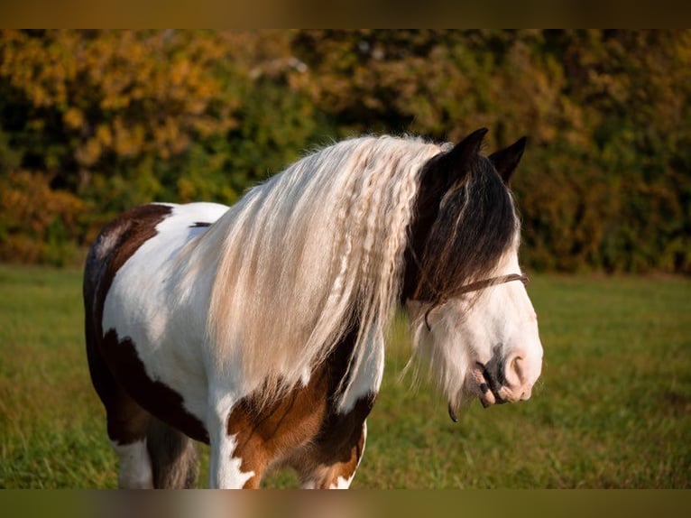 American Quarter Horse Wałach 10 lat 155 cm Tobiano wszelkich maści in Middletown OH