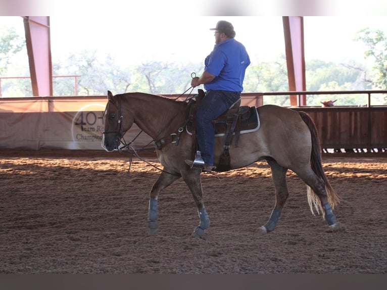 American Quarter Horse Wałach 10 lat 157 cm Bułana in Breckenridge TX