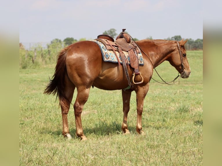 American Quarter Horse Wałach 10 lat 157 cm Ciemnokasztanowata in Brooksville KY