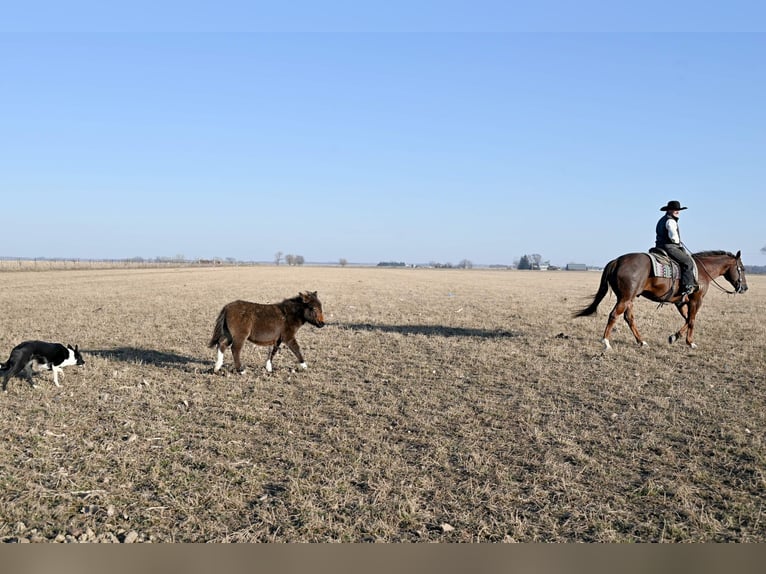 American Quarter Horse Wałach 10 lat 157 cm Ciemnokasztanowata in Fairbank IA