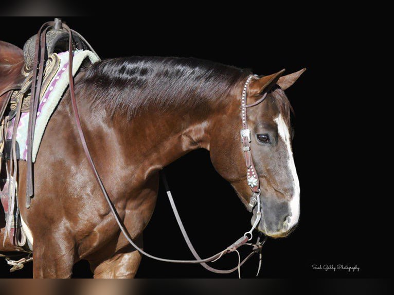 American Quarter Horse Wałach 10 lat 157 cm Ciemnokasztanowata in Fairbank IA