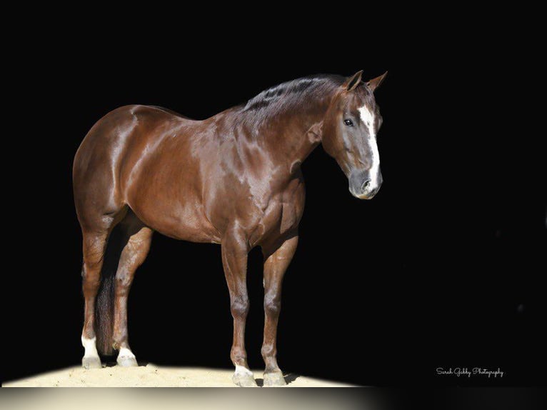 American Quarter Horse Wałach 10 lat 157 cm Ciemnokasztanowata in Fairbank IA