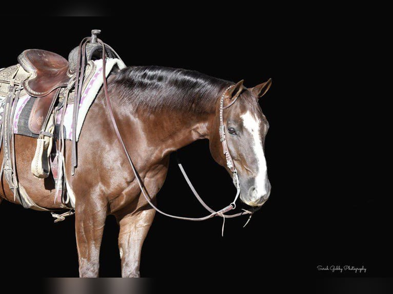 American Quarter Horse Wałach 10 lat 157 cm Ciemnokasztanowata in Fairbank IA