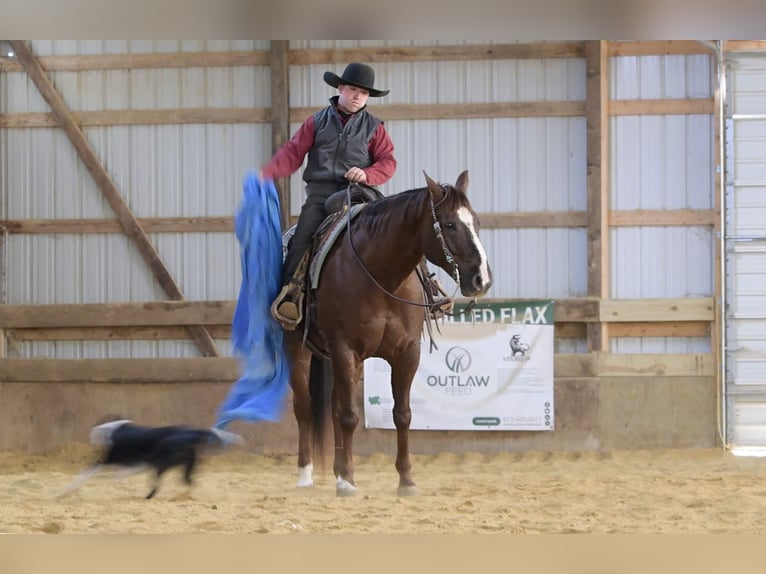 American Quarter Horse Wałach 10 lat 157 cm Ciemnokasztanowata in Fairbank IA