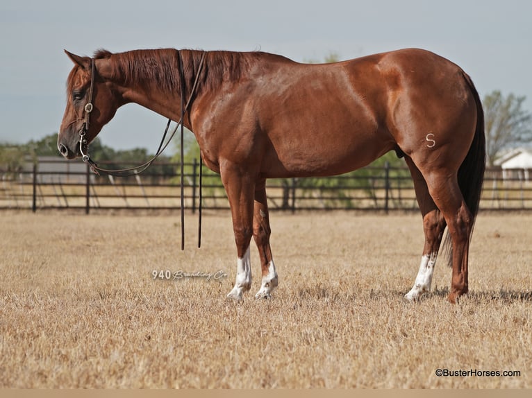 American Quarter Horse Wałach 10 lat 157 cm Cisawa in Weatherford, TX