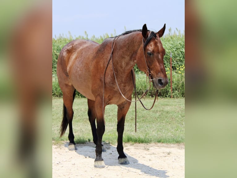 American Quarter Horse Wałach 10 lat 157 cm Gniadodereszowata in Morgan Mill TX