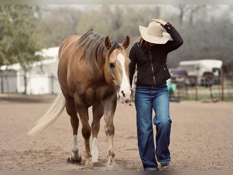 American Quarter Horse Wałach 10 lat 157 cm Izabelowata in Weatherford, TX