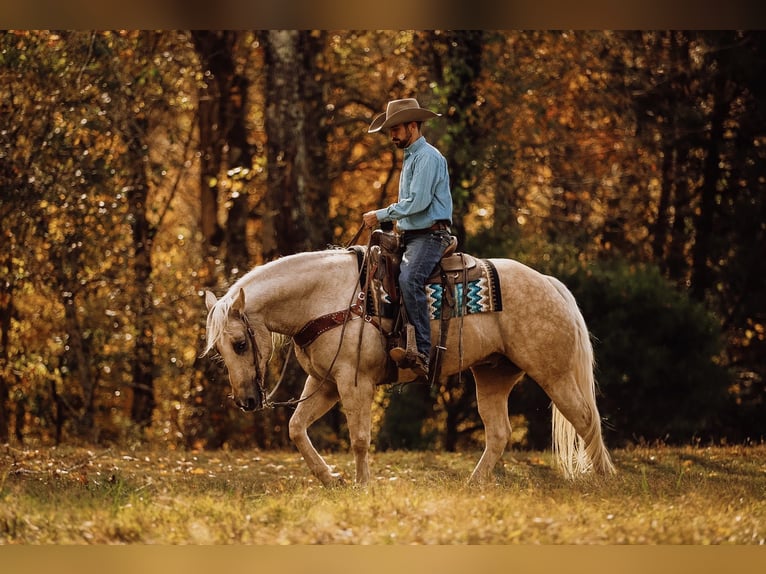 American Quarter Horse Wałach 10 lat 157 cm Izabelowata in Lyles, TN