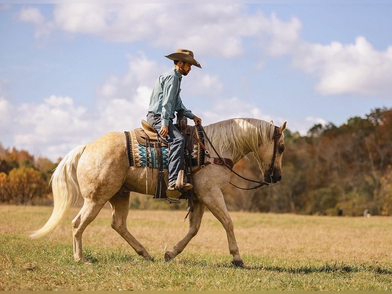 American Quarter Horse Wałach 10 lat 157 cm Izabelowata in Lyles, TN