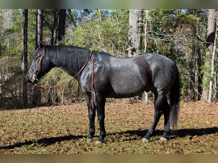 American Quarter Horse Wałach 10 lat 157 cm Karodereszowata in Purvis