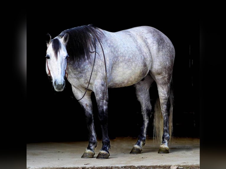 American Quarter Horse Wałach 10 lat 157 cm Siwa jabłkowita in Brookville, PA