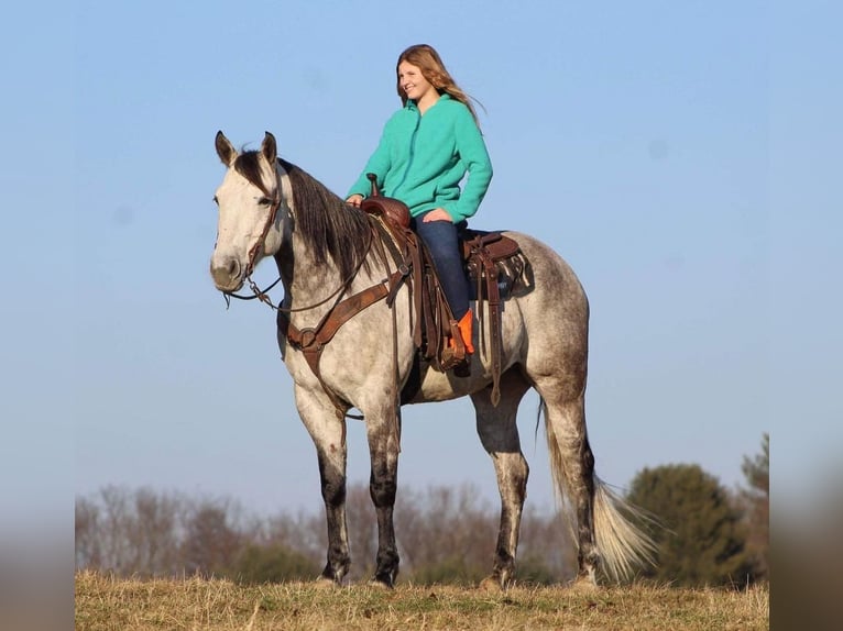 American Quarter Horse Wałach 10 lat 157 cm Siwa jabłkowita in Brookville, PA