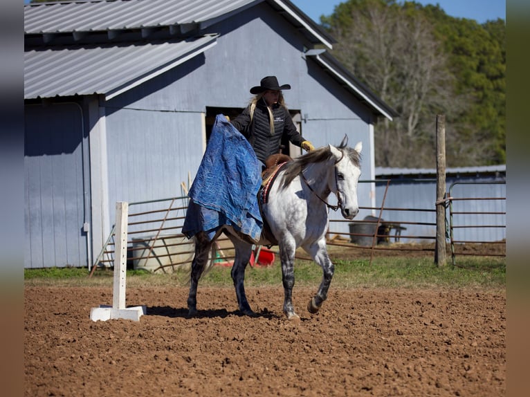 American Quarter Horse Wałach 10 lat 157 cm Siwa in Huntsville TX