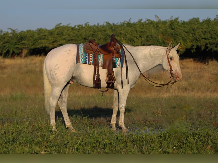 American Quarter Horse Mix Wałach 10 lat 157 cm Siwa in Waterford