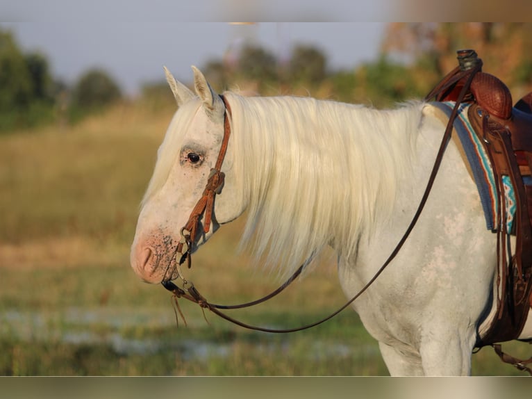 American Quarter Horse Mix Wałach 10 lat 157 cm Siwa in Waterford