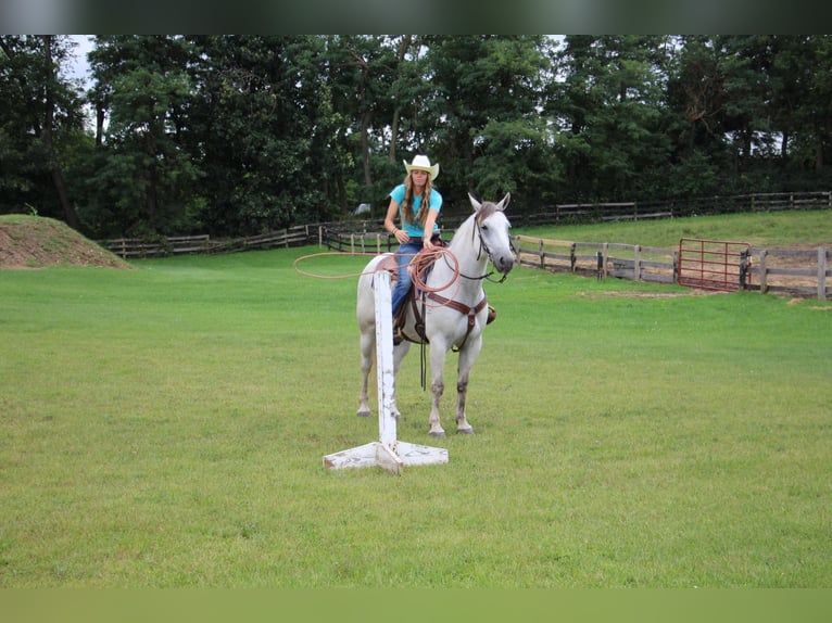 American Quarter Horse Wałach 10 lat 157 cm Siwa in Howell MI