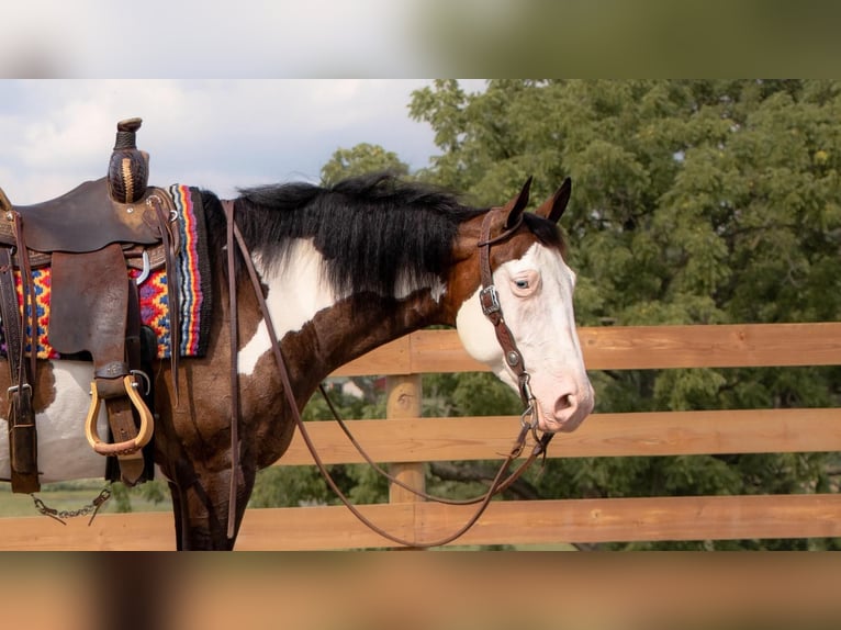 American Quarter Horse Wałach 10 lat 157 cm Srokata in Millersburg, OH