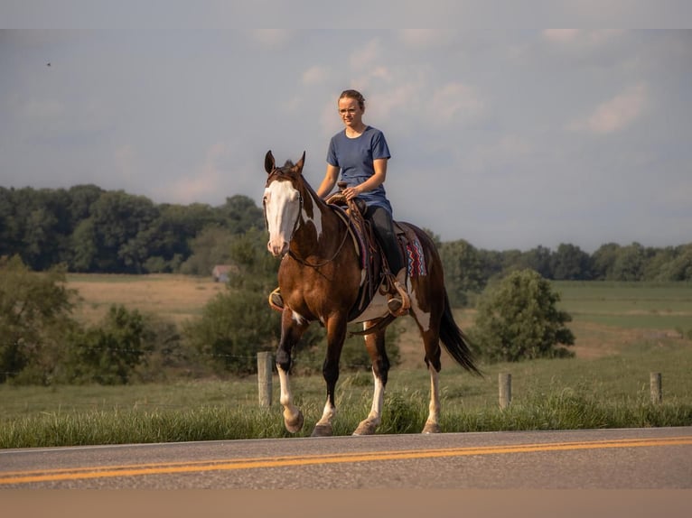 American Quarter Horse Wałach 10 lat 157 cm Srokata in Millersburg, OH