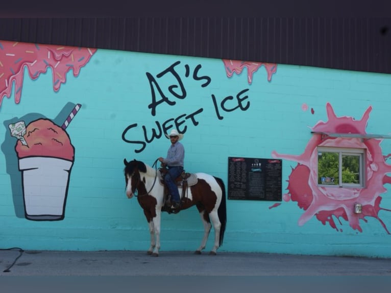 American Quarter Horse Wałach 10 lat 157 cm Tobiano wszelkich maści in Grand Saline TX