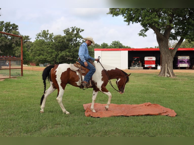 American Quarter Horse Wałach 10 lat 157 cm Tobiano wszelkich maści in Grand Saline TX