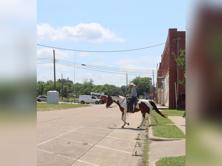 American Quarter Horse Wałach 10 lat 157 cm Tobiano wszelkich maści in Grand Saline TX