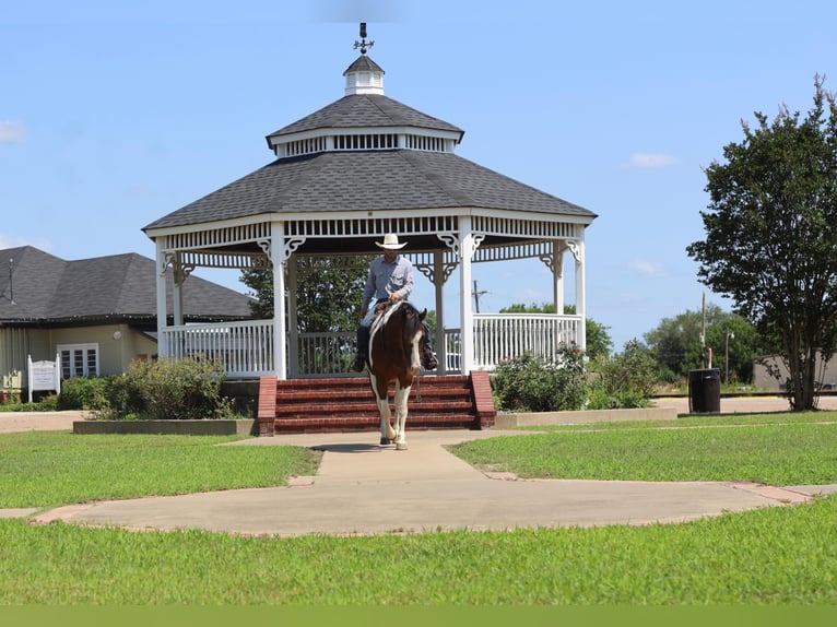 American Quarter Horse Wałach 10 lat 157 cm Tobiano wszelkich maści in Grand Saline TX