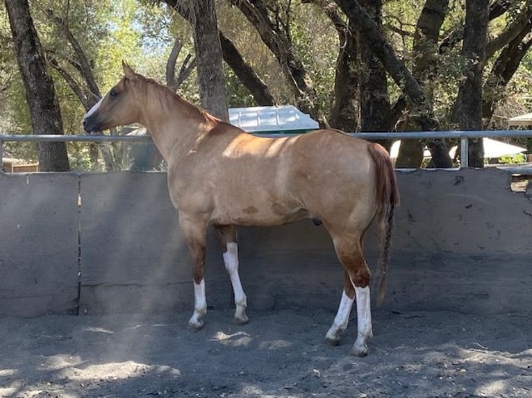 American Quarter Horse Wałach 10 lat 160 cm Bułana in Orangevale