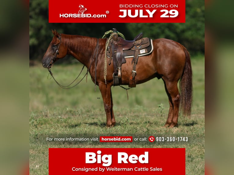 American Quarter Horse Wałach 10 lat 160 cm Cisawa in Troup, TX