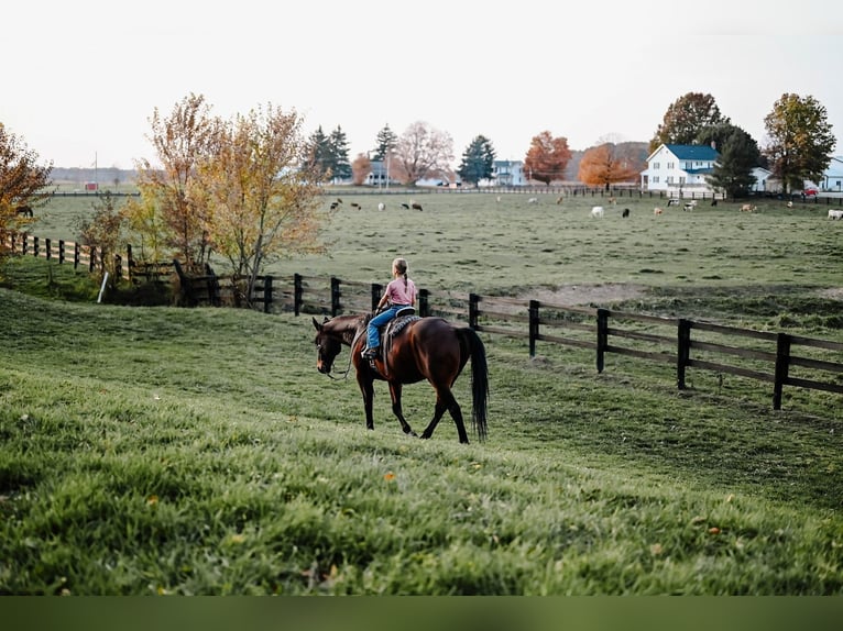 American Quarter Horse Wałach 10 lat 160 cm Gniada in Orrville, OH