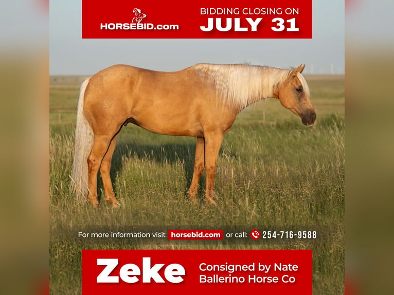 American Quarter Horse Wałach 10 lat 160 cm Izabelowata in Waco, TX