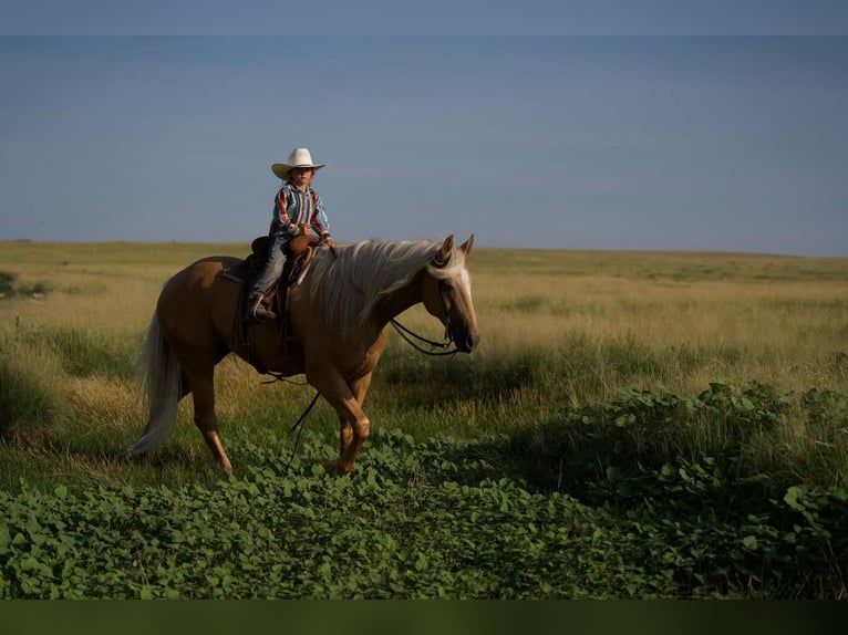 American Quarter Horse Wałach 10 lat 160 cm Izabelowata in Waco, TX