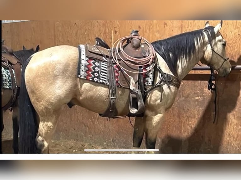 American Quarter Horse Wałach 10 lat 160 cm Jelenia in Amarillo, TX