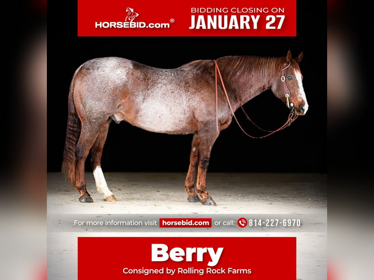 American Quarter Horse Wałach 10 lat 160 cm Kasztanowatodereszowata in Clarion, PA