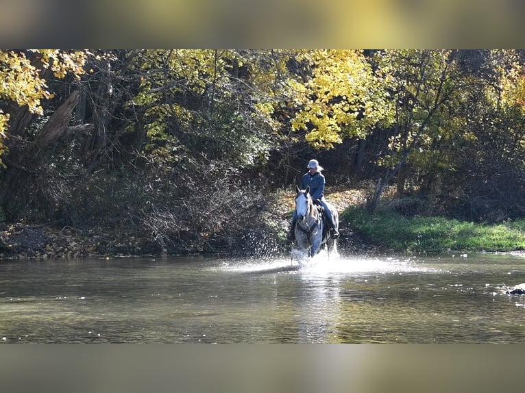 American Quarter Horse Wałach 10 lat 160 cm Siwa in Rebersburg