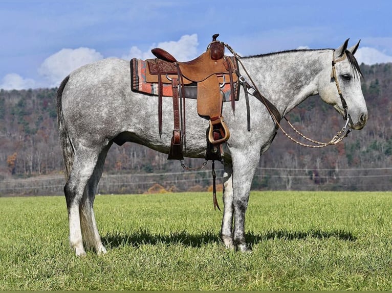 American Quarter Horse Wałach 10 lat 160 cm Siwa in Rebersburg