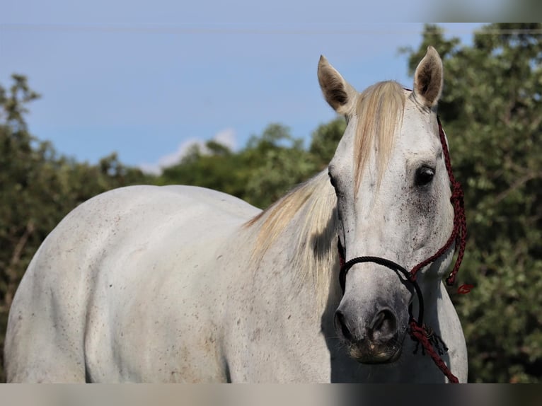American Quarter Horse Wałach 10 lat 160 cm Siwa in Jacksboro TX