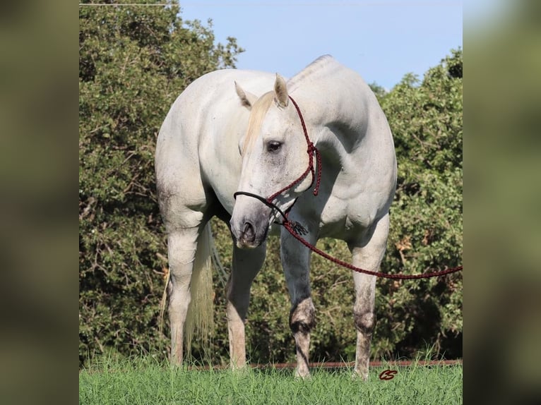 American Quarter Horse Wałach 10 lat 160 cm Siwa in Jacksboro TX