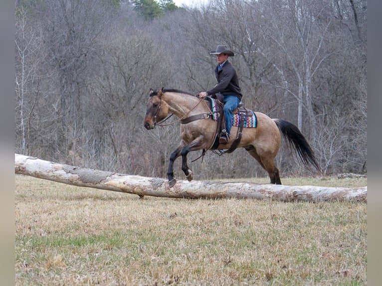 American Quarter Horse Wałach 10 lat 163 cm Bułana in Mount Vernon KY