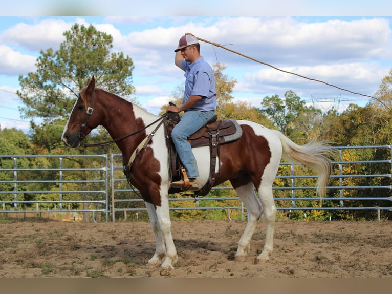 American Quarter Horse Wałach 10 lat 163 cm Ciemnokasztanowata in Cherryville NC