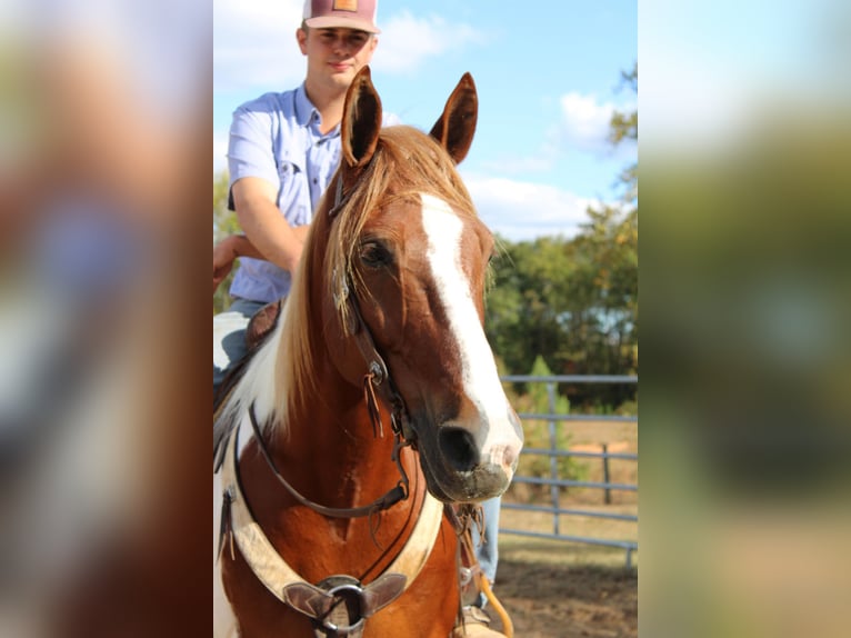 American Quarter Horse Wałach 10 lat 163 cm Ciemnokasztanowata in Cherryville NC