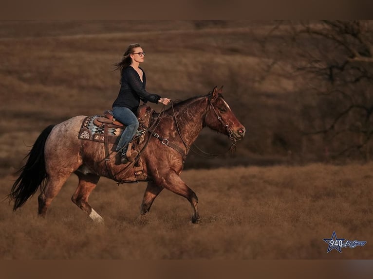 American Quarter Horse Wałach 10 lat 163 cm Gniadodereszowata in Addison, TX