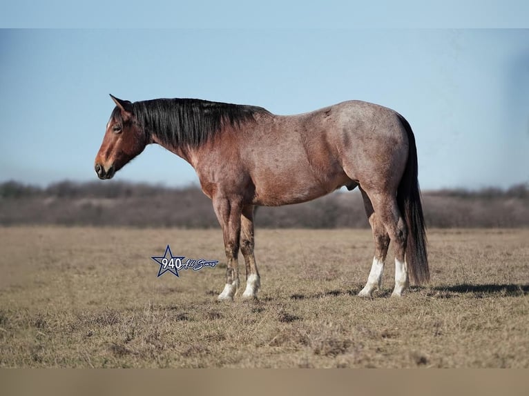 American Quarter Horse Wałach 10 lat 163 cm Gniadodereszowata in Addison, TX