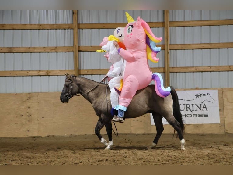 American Quarter Horse Wałach 10 lat 163 cm Grullo in Howell MI