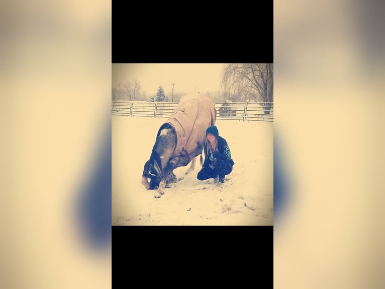 American Quarter Horse Wałach 10 lat 163 cm Jelenia in Fort Collins CO