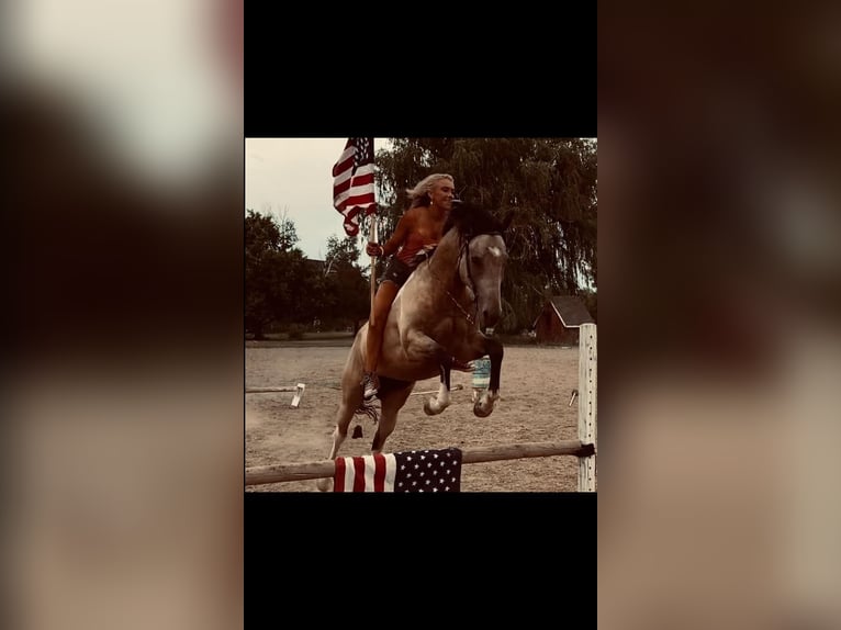 American Quarter Horse Wałach 10 lat 163 cm Jelenia in Fort Collins CO