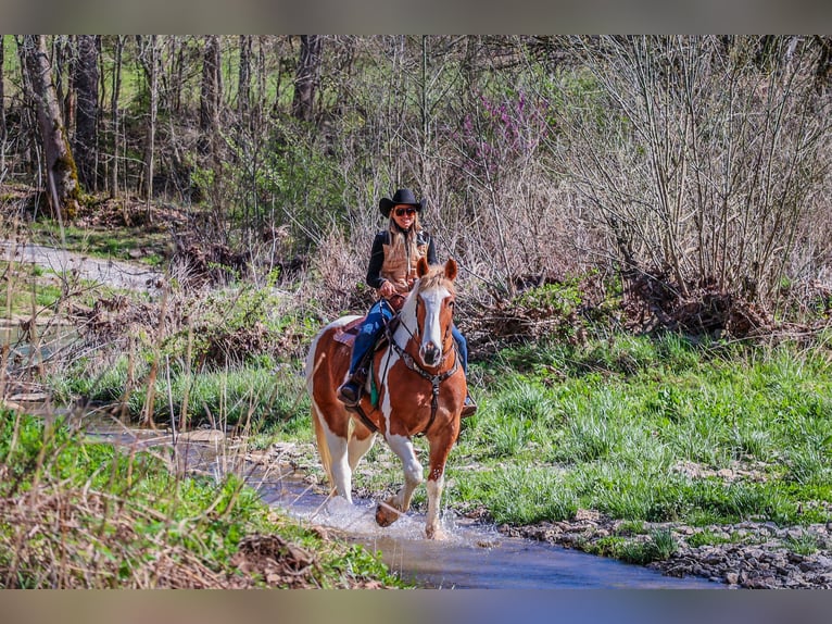 American Quarter Horse Wałach 10 lat 165 cm Ciemnokasztanowata in Flemingsburg, ky