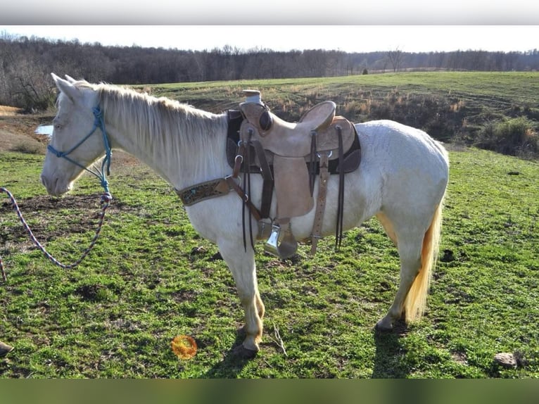 American Quarter Horse Wałach 10 lat Biała in FORDSVILLE, KY