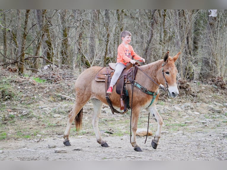 American Quarter Horse Wałach 10 lat Bułana in Hillsboror KY