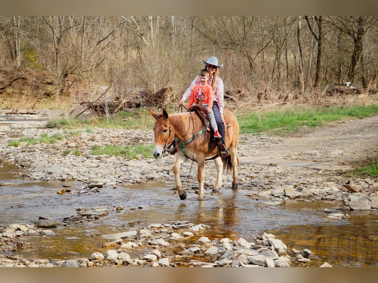 American Quarter Horse Wałach 10 lat Bułana in Hillsboror KY